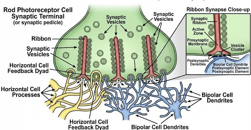Rod Cell