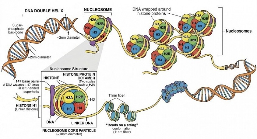 Histone complex