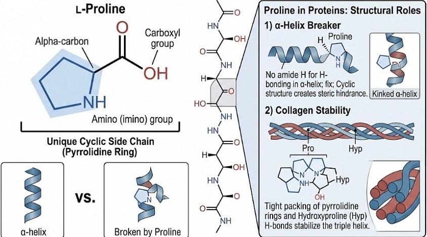 Proline