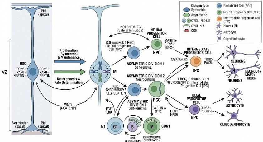 Neurogenesis: Proliferation and Fate Determination