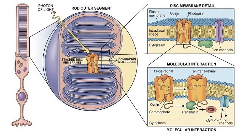 Rhodopsin